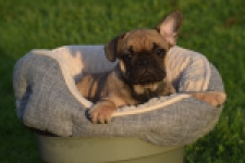 Franse bulldog (reu) 40000