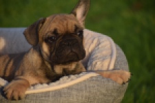 Franse bulldog (reu) 40000