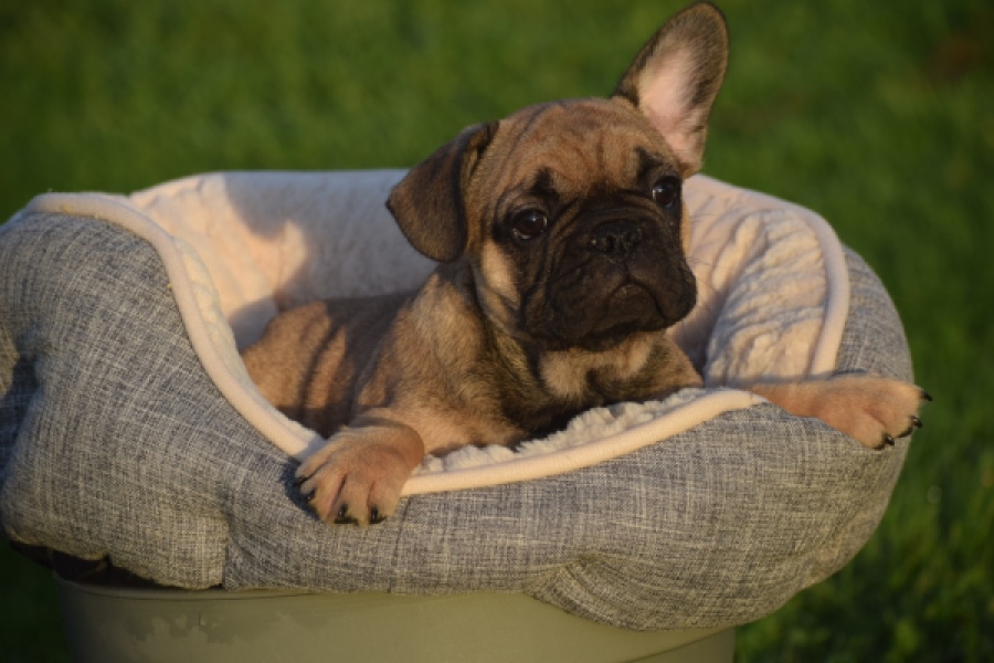 Franse bulldog (reu) 40000