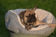 Franse bulldog (reu) 40000