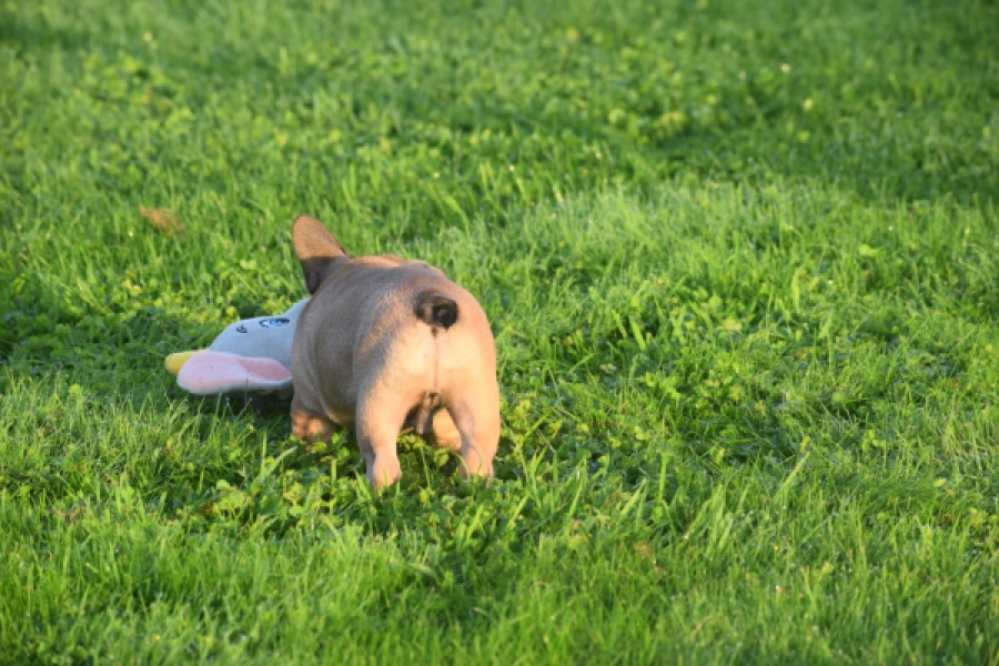 Franse bulldog (reu) 40000