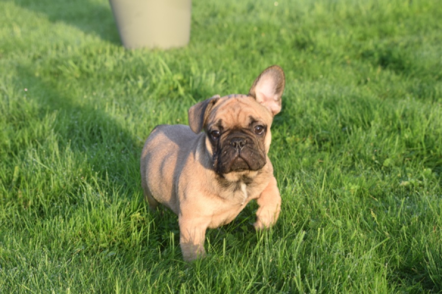 Franse bulldog (reu) 40000