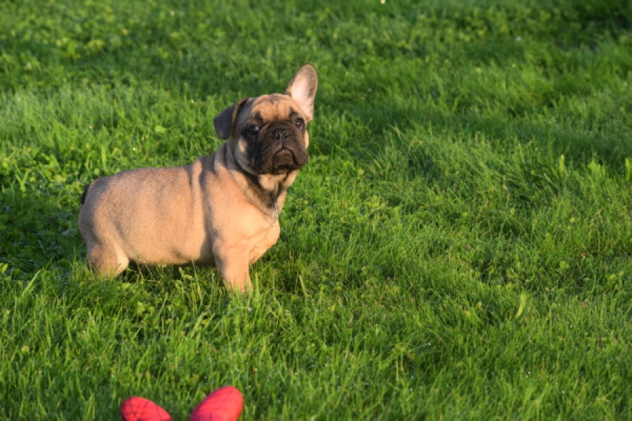 Franse bulldog (reu) 40000