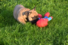 Franse bulldog (reu) 40000