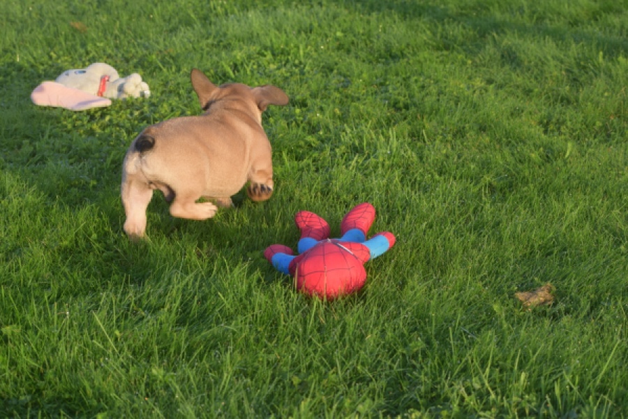 Franse bulldog (reu) 40000