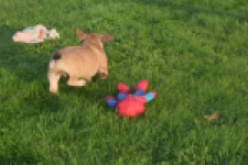 Franse bulldog (reu) 40000