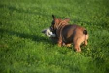 Franse bulldog (reu) 40001