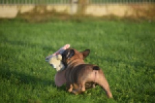 Franse bulldog (reu) 40001