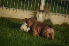 Franse bulldog (reu) 40001