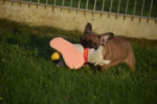 Franse bulldog (reu) 40001