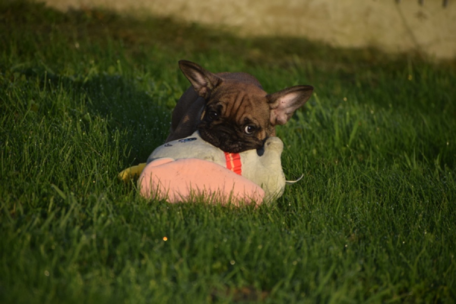 Franse bulldog (reu) 40001