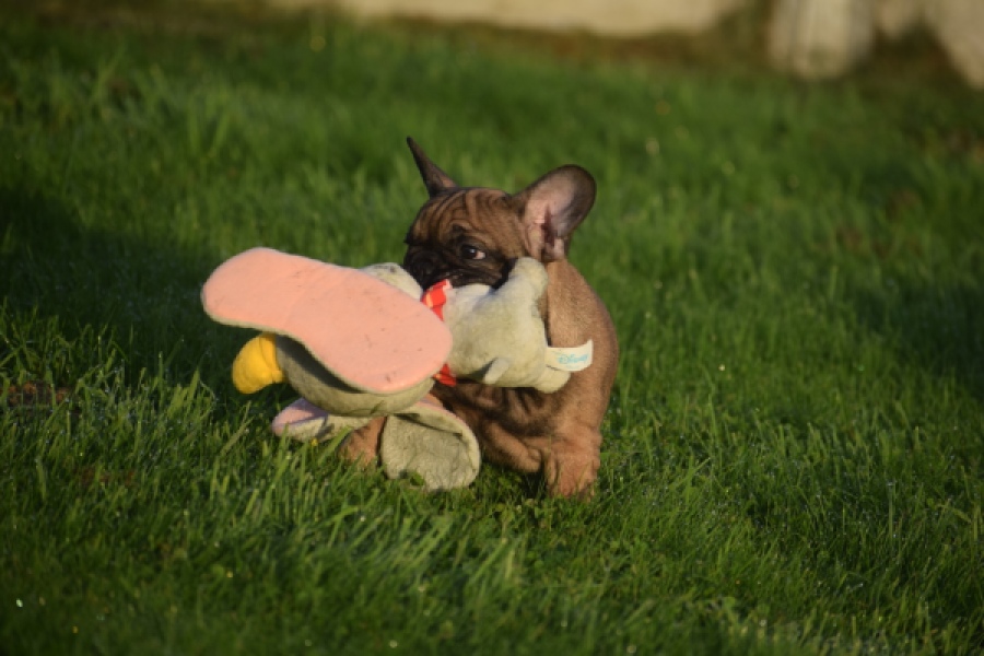 Franse bulldog (reu) 40001