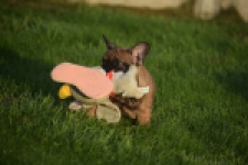 Franse bulldog (reu) 40001