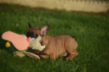 Franse bulldog (reu) 40001