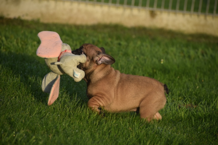 Franse bulldog (reu) 40001