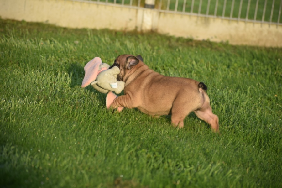 Franse bulldog (reu) 40001