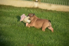 Franse bulldog (reu) 40001