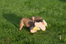 Franse bulldog (reu) 40001