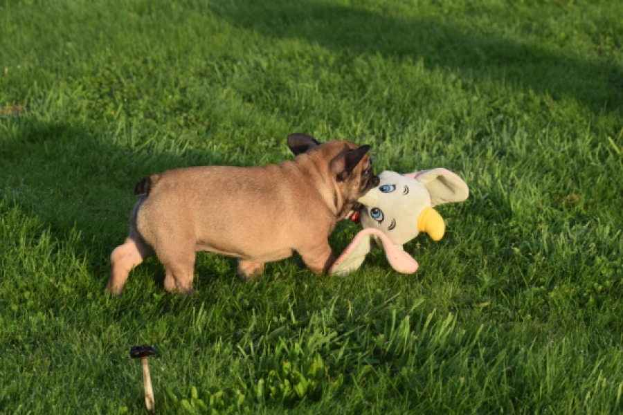 Franse bulldog (reu) 40001