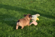 Franse bulldog (reu) 40001