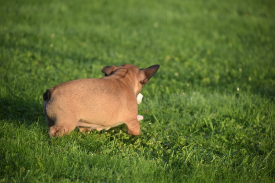 Franse bulldog (reu) 40001