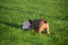 Franse bulldog (reu) 40001