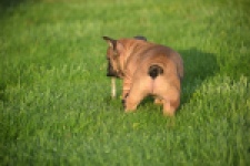 Franse bulldog (reu) 40001