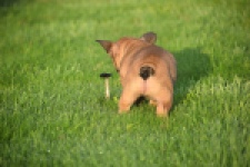 Franse bulldog (reu) 40001