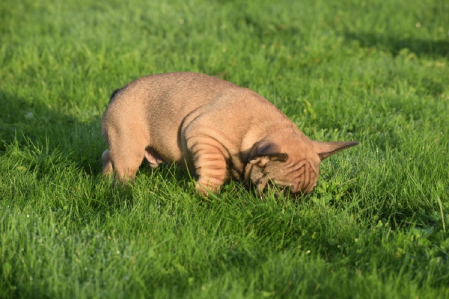 Franse bulldog (reu) 40001