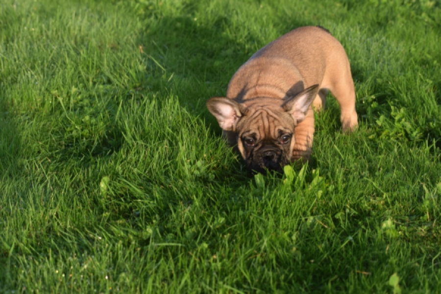 Franse bulldog (reu) 40001
