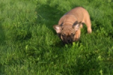 Franse bulldog (reu) 40001