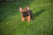 Franse bulldog (reu) 40001