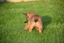 Franse bulldog (reu) 40001