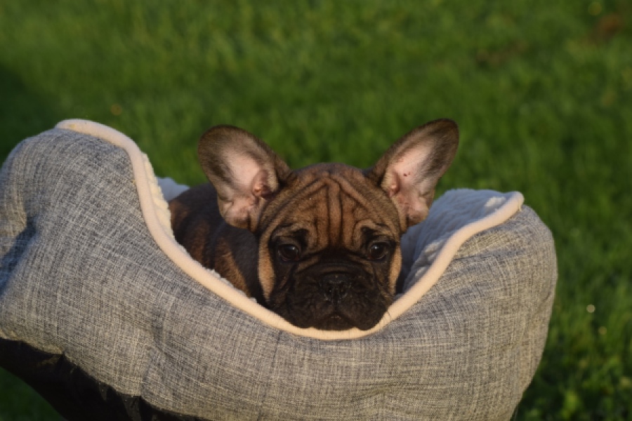 Franse bulldog (reu) 40001