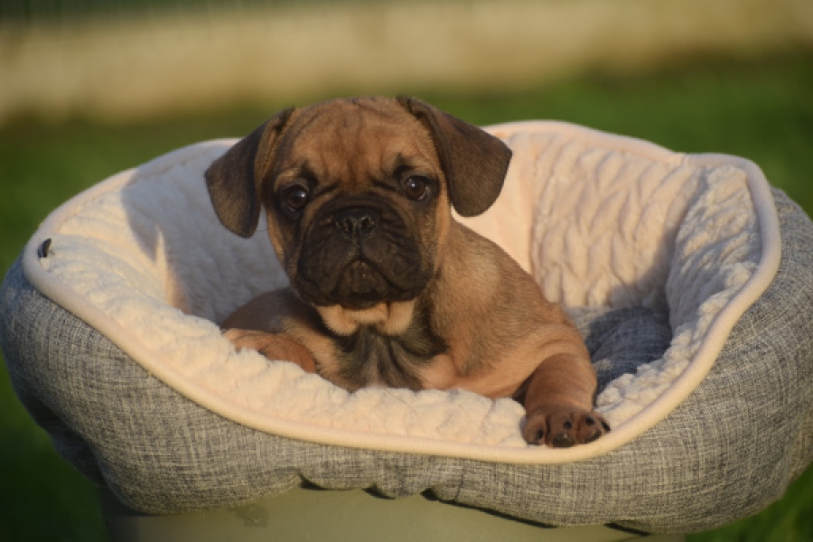 Franse bulldog (reu) 40008