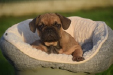 Franse bulldog (reu) 40008