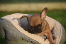 Franse bulldog (reu) 40008