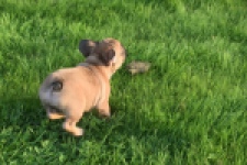Franse bulldog (reu) 40008