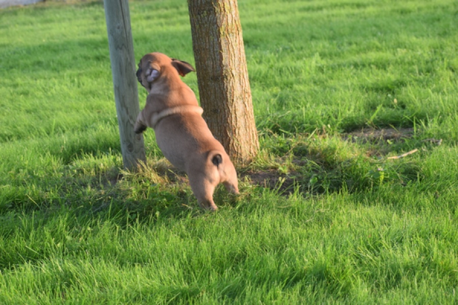 Franse bulldog (reu) 40008