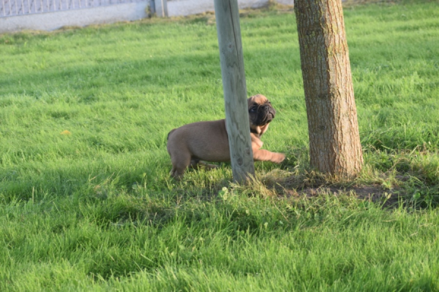 Franse bulldog (reu) 40008