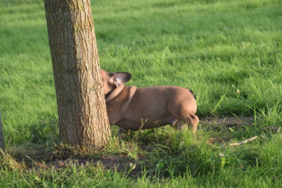 Franse bulldog (reu) 40008