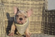 Franse bulldog (reu) 50834