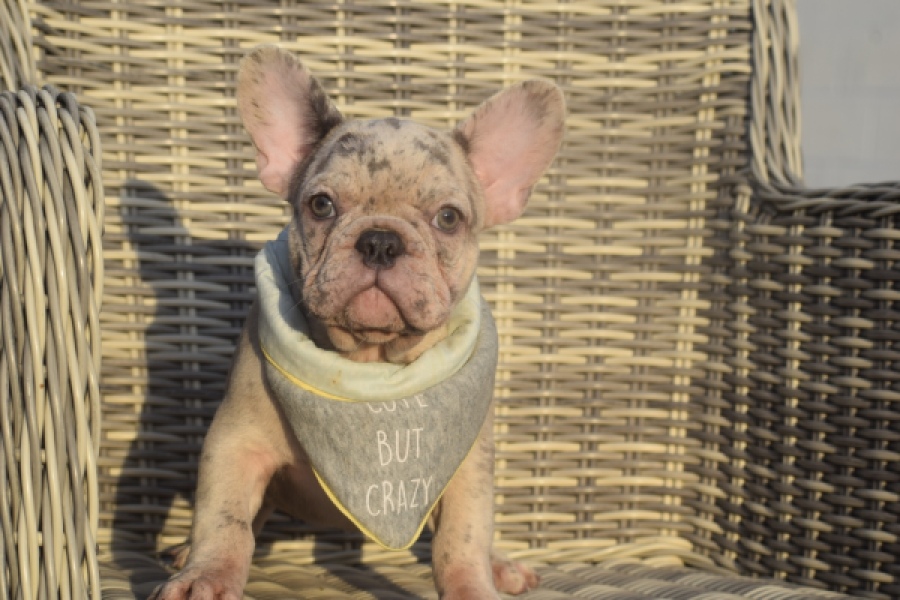 Franse bulldog (reu) 50834