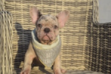 Franse bulldog (reu) 50834