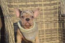 Franse bulldog (reu) 50834