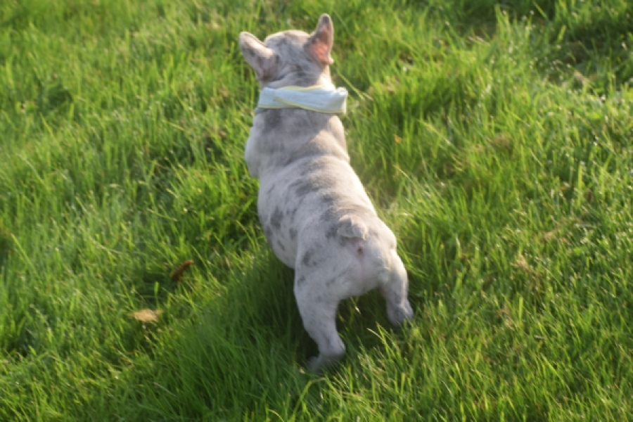 Franse bulldog (reu) 50834