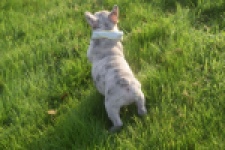 Franse bulldog (reu) 50834
