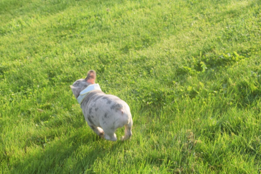 Franse bulldog (reu) 50834