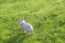 Franse bulldog (reu) 50834