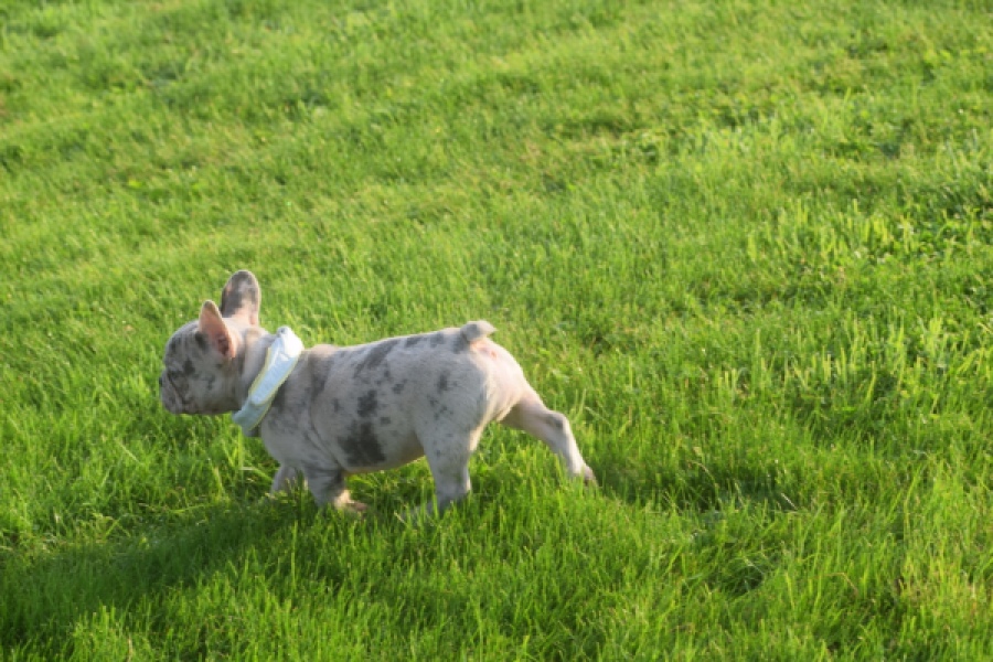 Franse bulldog (reu) 50834